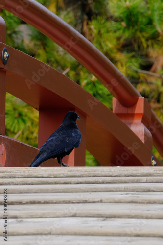 vrow on red wood bridge photo