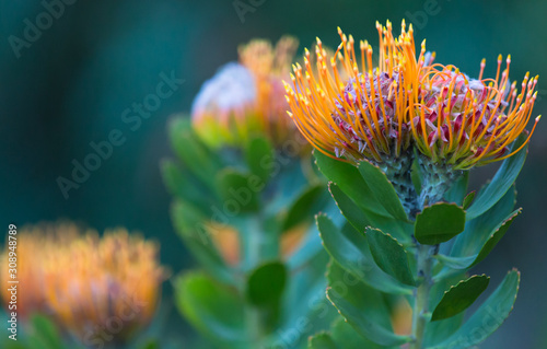Принти на полотні Leucospermum pincushion protea flower