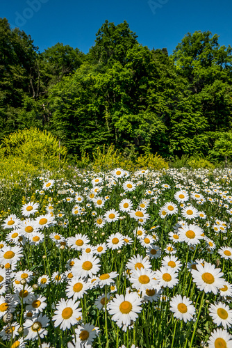 Wildwachsende Margariten auf Wiese