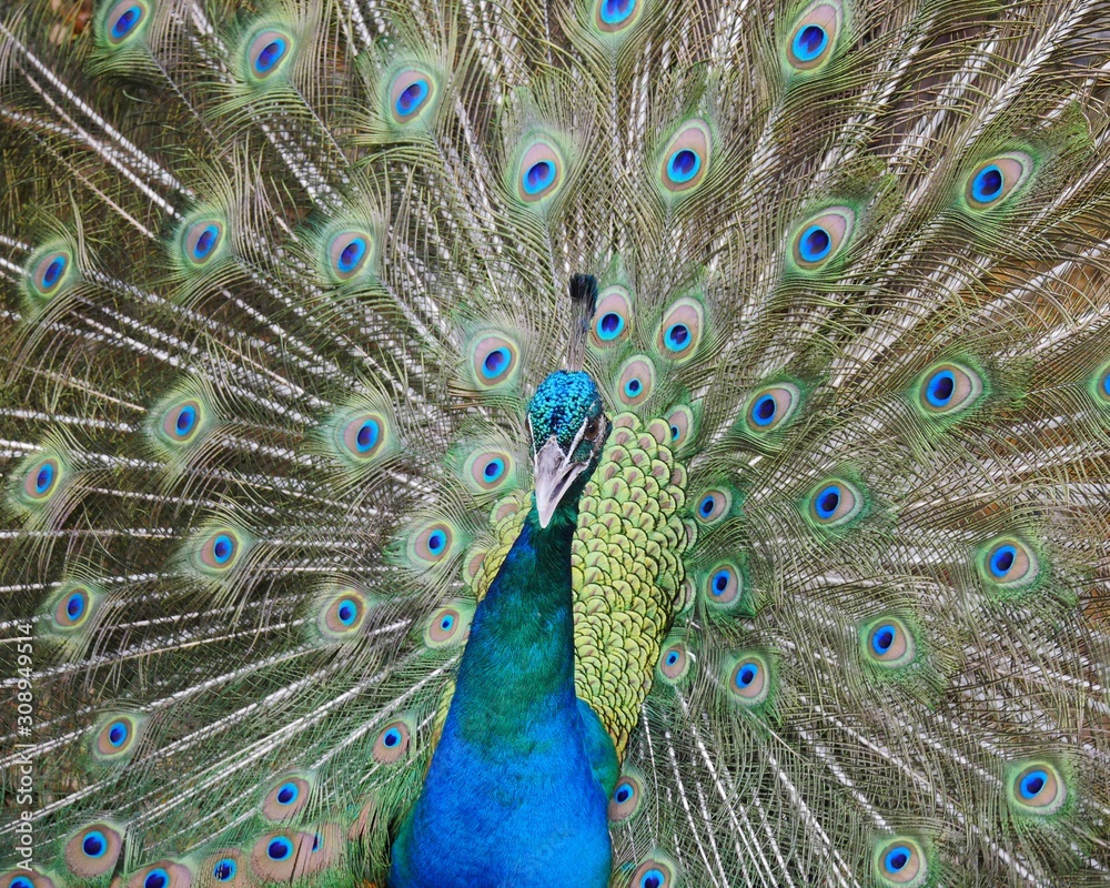 Obraz premium Peafowl showing its train