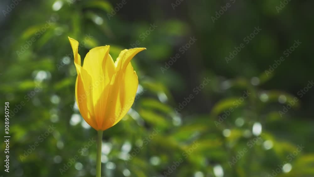 Bright yellow tulip on unfocussed green background Bright yellow tulip on unfocussed green background