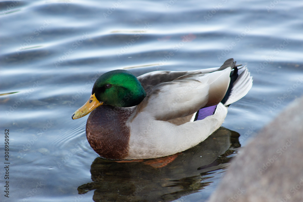 Fototapeta premium Ducks in a row