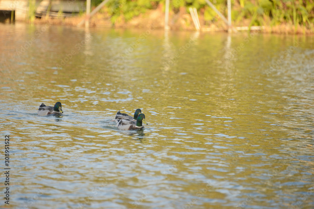 Mallard Duck ( Anas platyrhynchos ) swimming in the lake, Guzhen town of Zhongshan, Guangdong, China. Mallard Duck ( Anas platyrhynchos ) swimming in the lake, Guzhen town of Zhongshan, Guangdong, China.