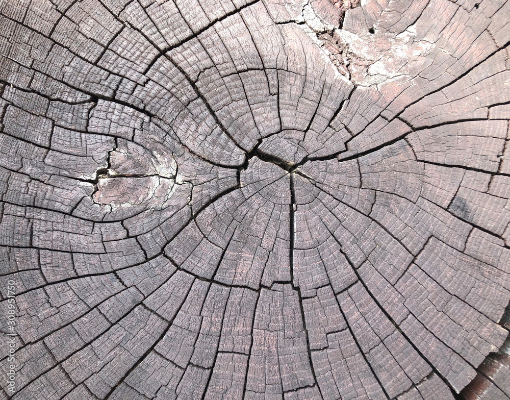 Old tree stump texture background