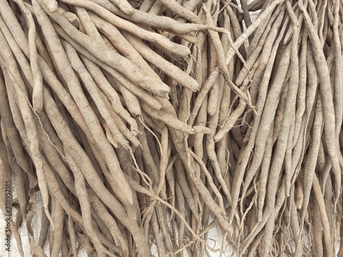 Shatavari or asparagus racemosus. It is a plant used in traditional Indian medicine. The root is used to make medicine. It has many health benefits.