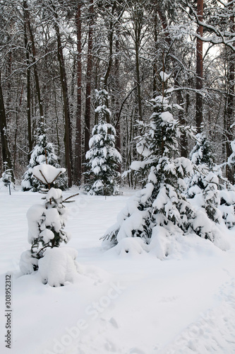 Winter landscape. Fir-trees are covered with snow. Magic time. Fluffy white snow and snowdrifts.