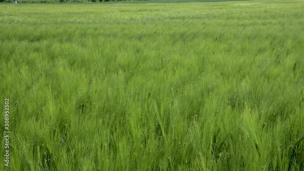 Field of beautiful spring rye and green wheat closeup for green industry. grass sways in the wind 4k Field of beautiful spring rye and green wheat closeup for green industry. grass sways in the wind 4k