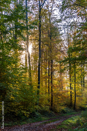 Abendlicht im herbstlichen Wald