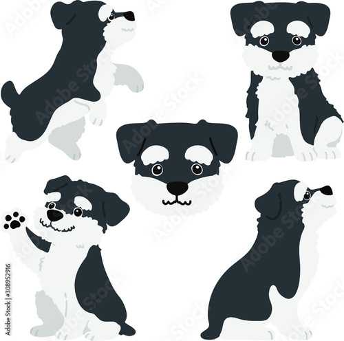 Set of flat colored Miniature Schnauzer illustrations