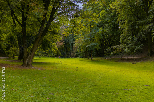 Fototapeta Naklejka Na Ścianę i Meble -  idyllic peaceful park outdoor nature scenic spring time environment green grass meadow smooth ground surface surrounded by trees foliage without people  