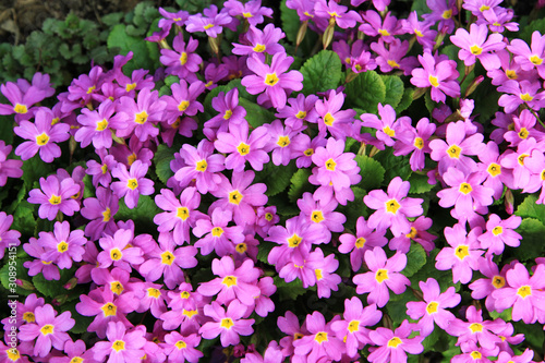 natural carpet of pink flowering low daisies close up