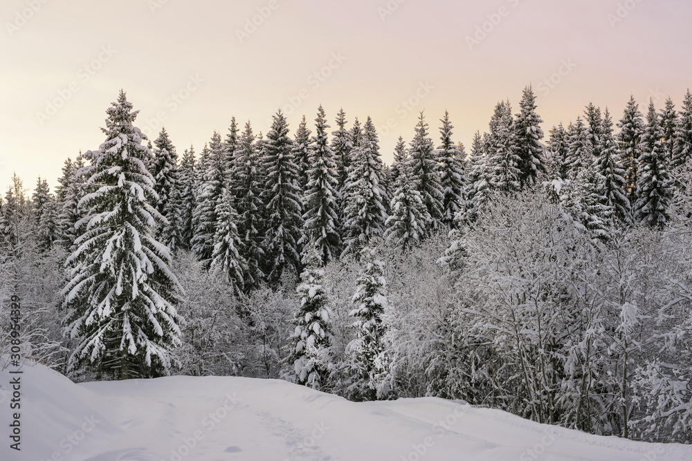 Sunset in the snowy forest