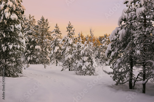 Fototapeta Naklejka Na Ścianę i Meble -  Sunset in the snowy forest