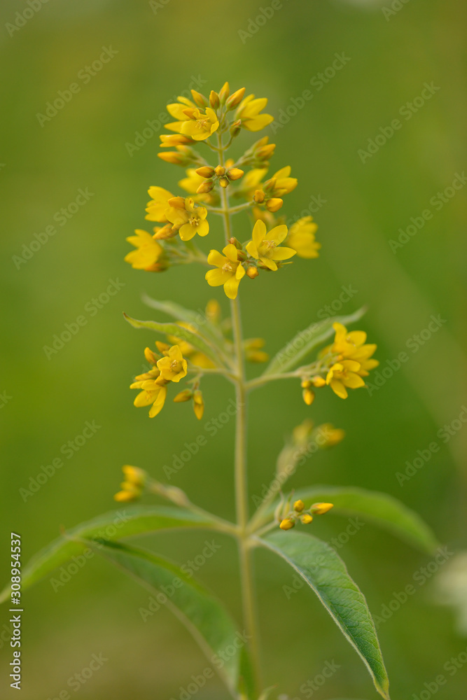 Blüte des Gewöhnlichen Gilbweiderich (Lysimachia vulgaris) Blüte des Gewöhnlichen Gilbweiderich (Lysimachia vulgaris)