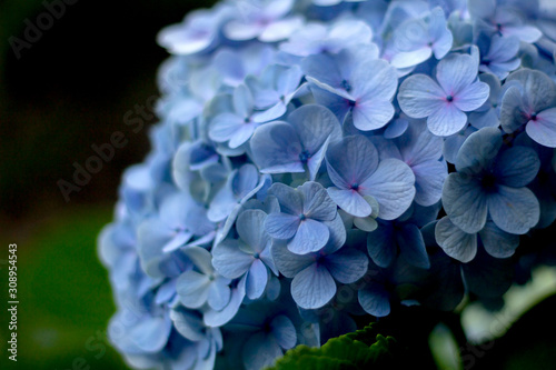 Close up blue Hydrangea in the garden in Azores.