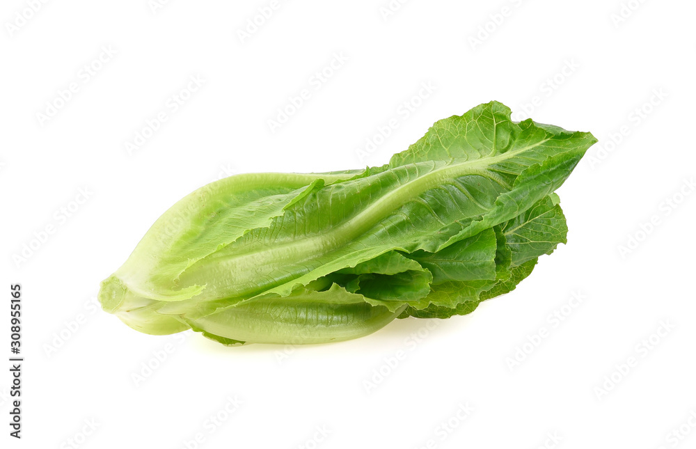 Cos Lettuce Isolated on White Background Cos Lettuce Isolated on White Background