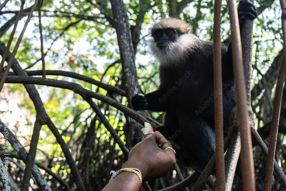 Fototapeta premium A monkey breed Mantled guereza sits on a branch of a liana.