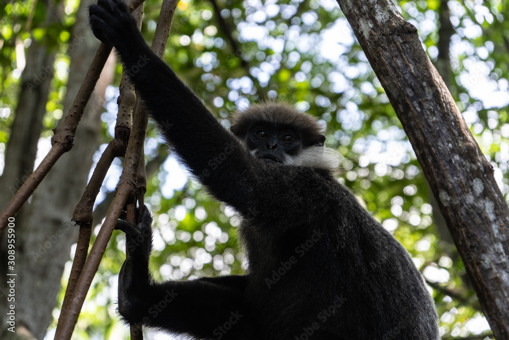 A monkey breed Mantled guereza sits on a branch of a liana. Close-up. A monkey breed Mantled guereza sits on a branch of a liana. Close-up.
