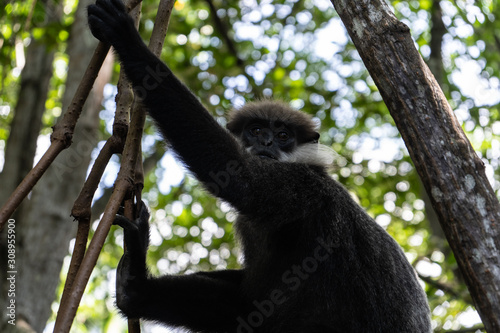 A monkey breed Mantled guereza sits on a branch of a liana. Close-up.