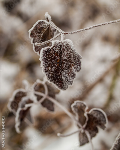 Frozen leaves on a branch