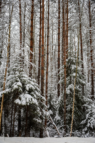 NIZHNY NOVGOROD, RUSSIA - DECEMBER 3, 2019: Winter forest in Nizhny Novgorod region in winter
