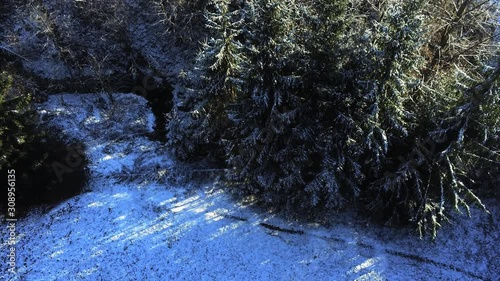 Ssnow covered fir trees photo