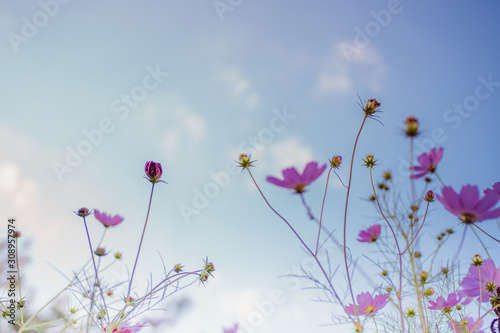 Cosmos flowers under the blue sky in autumn © Sewon