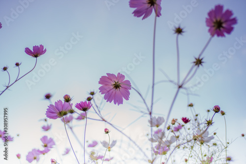 Cosmos flowers under the blue sky in autumn