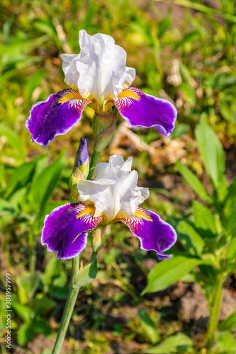 Iris or Kasatik flower photo