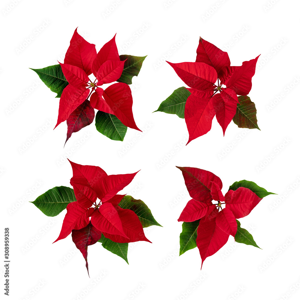 Poinsettia blossoms set isolated on white Poinsettia blossoms set isolated on white