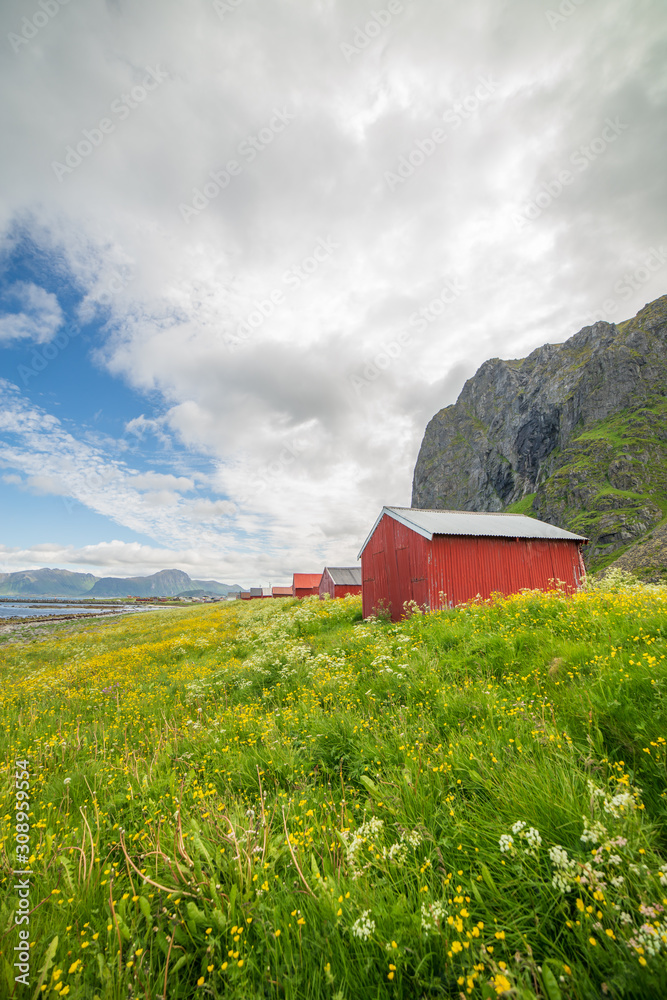 Red sheds on a flower meadow and with mountains in the background. Yellow flowers and a blue sky with white clouds. The Lofoten Islands, Norway.