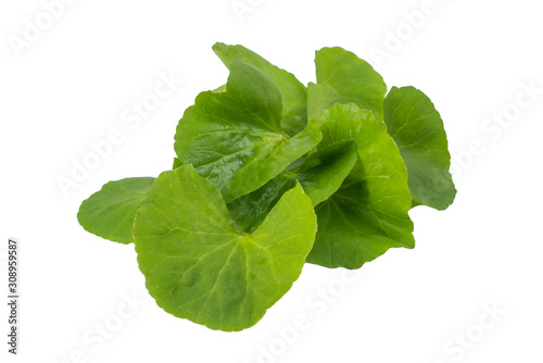 Asiatic Leaf Herb gotu kola, indian pennywort, centella asiatica, tropical herb isolated on white background. ayurveda herbal medicine inhibited or slowed growth of cancer cells Help prevent cancer