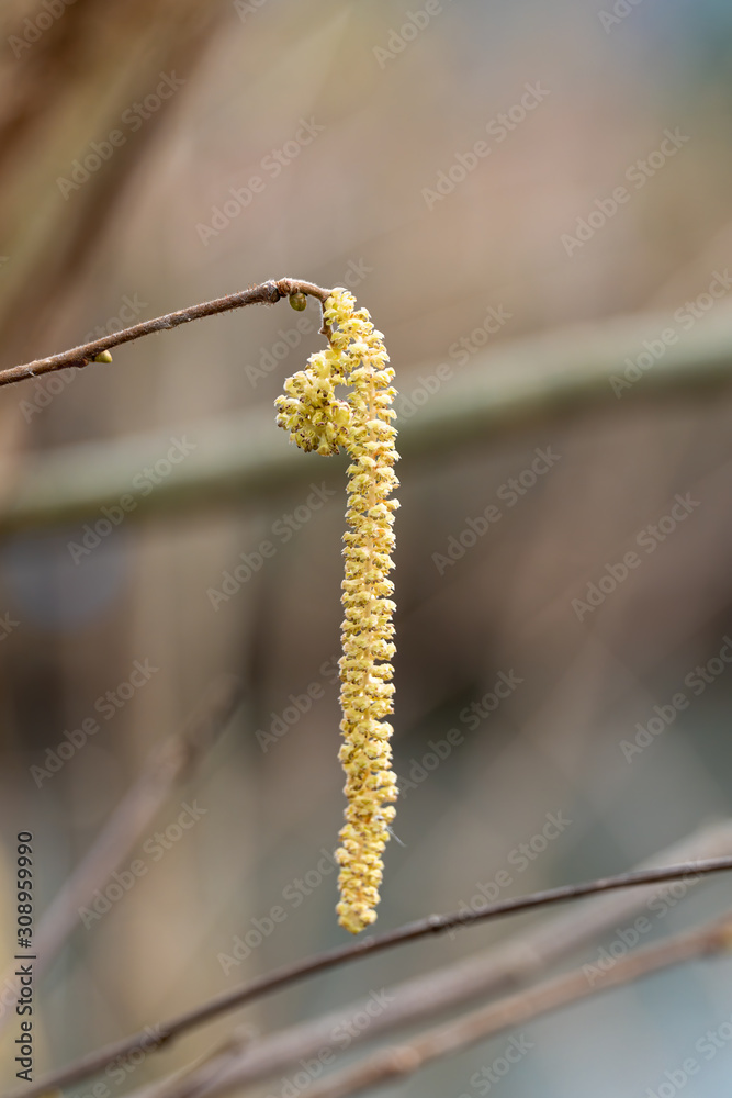 Catkins hangin on a tree branch in early spring Catkins hangin on a tree branch in early spring