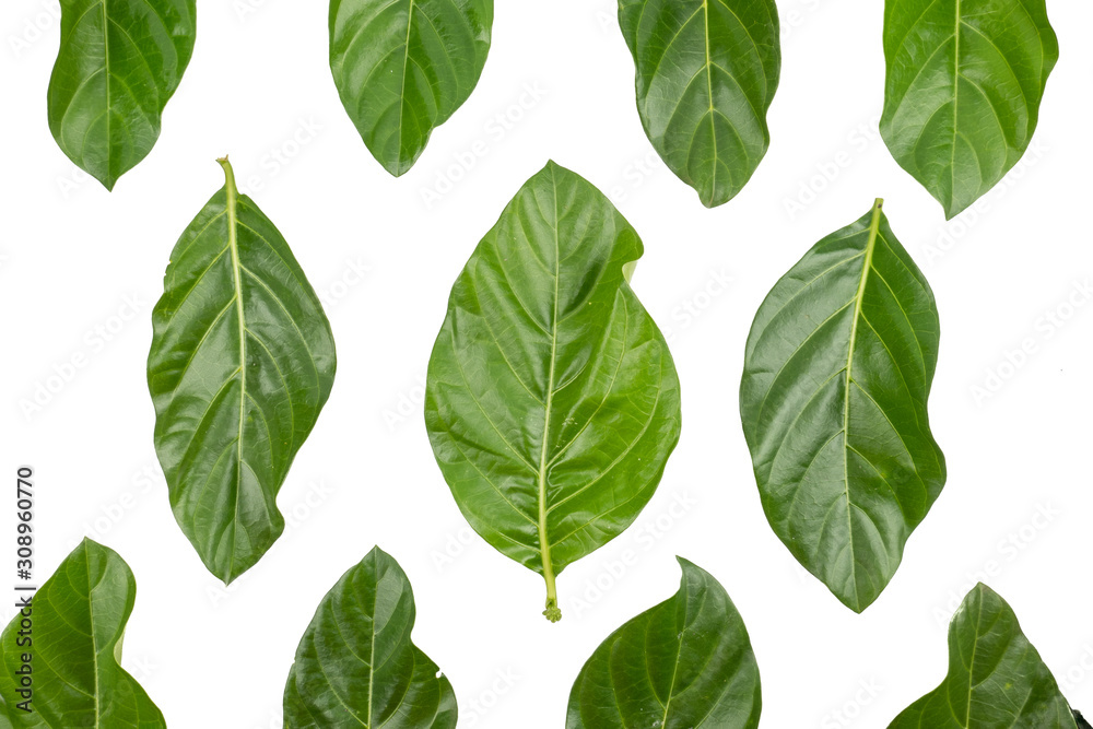 Great morinda, Tahitian noni, Indian mulberry, Beach mulberry (Morinda citrifolia) isolated on white background. concept Herbal and Vegetable extracts are medications for Reduce heart disease risk