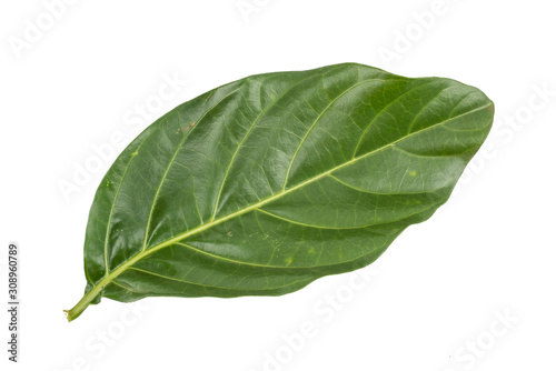 Great morinda  Tahitian noni  Indian mulberry  Beach mulberry  Morinda citrifolia  isolated on white background. concept Herbal and Vegetable extracts are medications for Reduce heart disease risk