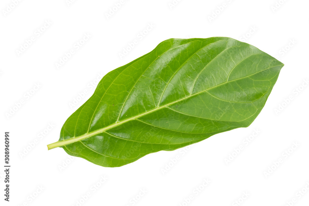 Obraz premium Great morinda, Tahitian noni, Indian mulberry, Beach mulberry (Morinda citrifolia) isolated on white background. concept Herbal and Vegetable extracts are medications for Reduce heart disease risk