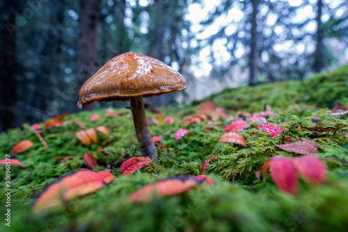 Closeup of mushroom in the forest during rainy weather in autumn season. Red leafs with water drops laying on green moss infront. nature and food concept.