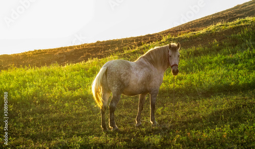 Fototapeta Naklejka Na Ścianę i Meble -  Horse on pasture before sundown 
