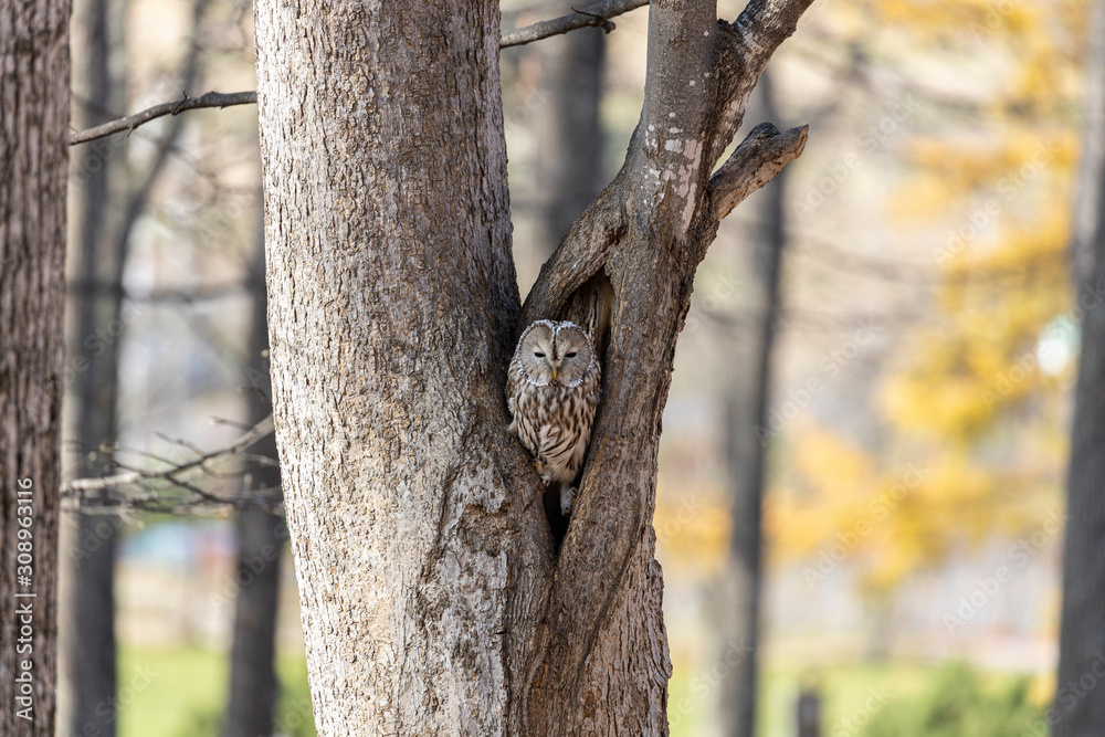 Obraz premium Uralowl