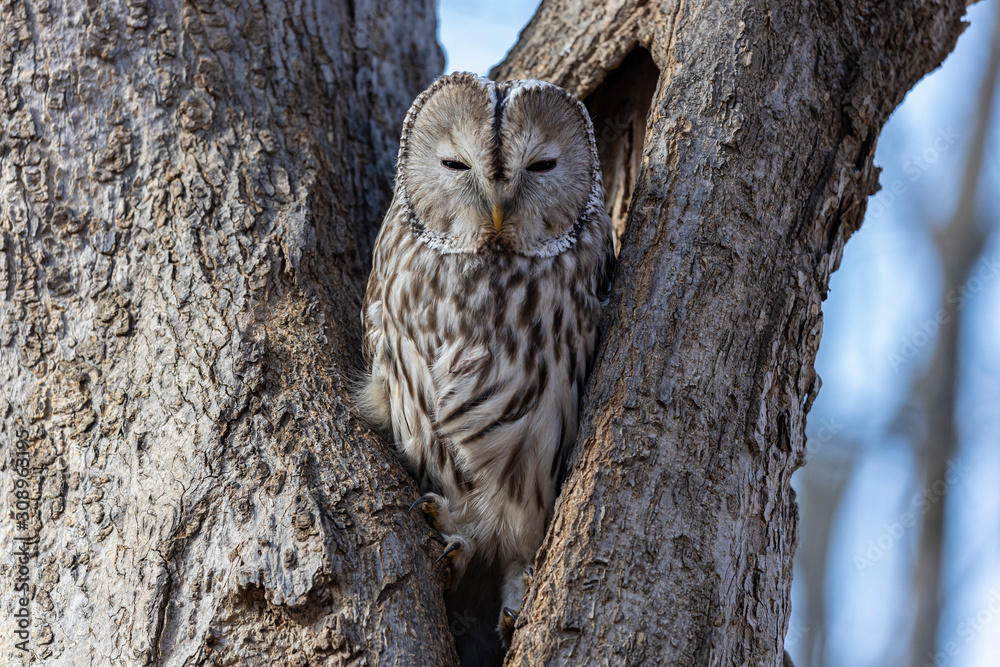 Obraz premium Uralowl