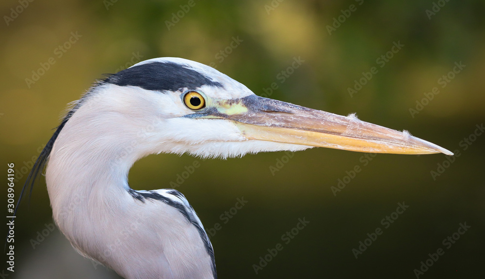 Excellent detail of a heron bird in high quality
