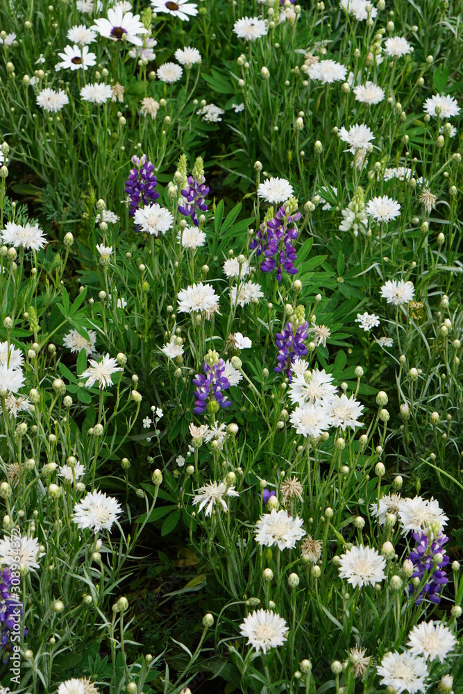 Fototapeta premium Blue and white flower mix