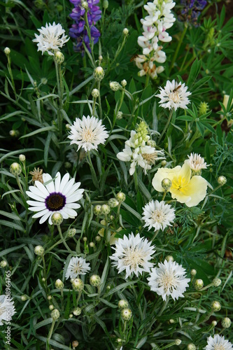 Blue and white flower mix