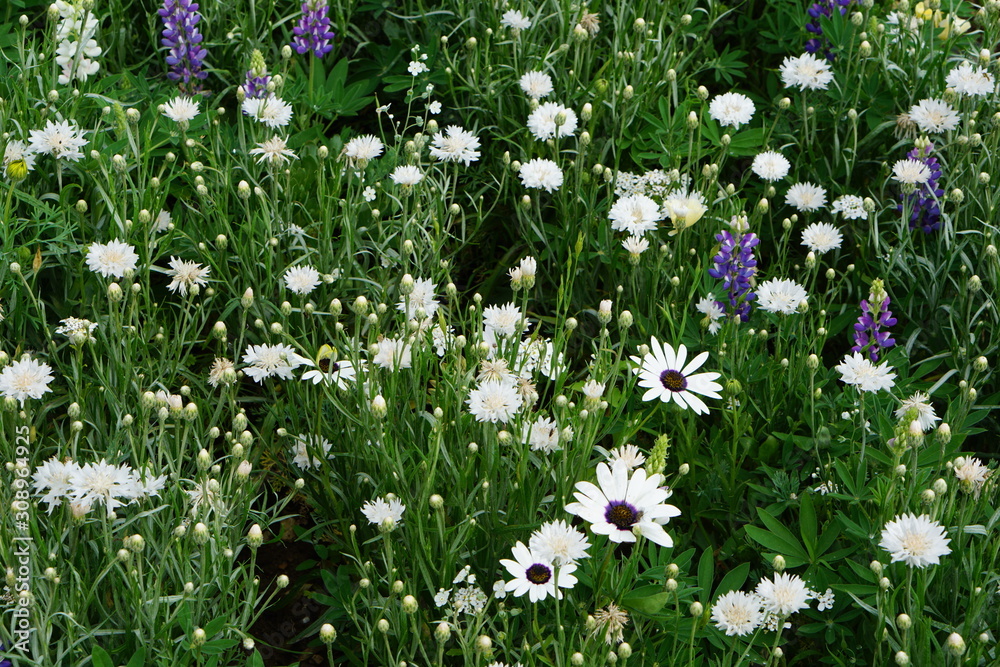Fototapeta premium Blue and white flower mix
