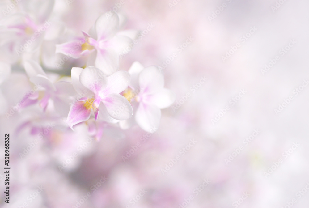 Exotic white and pink orchid flowers on blurred background with soft focus, copy space, use for background