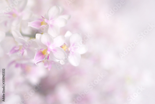 Exotic white and pink orchid flowers on blurred background with soft focus, copy space, use for background © maemanee