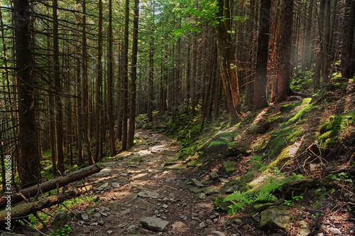 A path in a mountain coniferous dense forest.