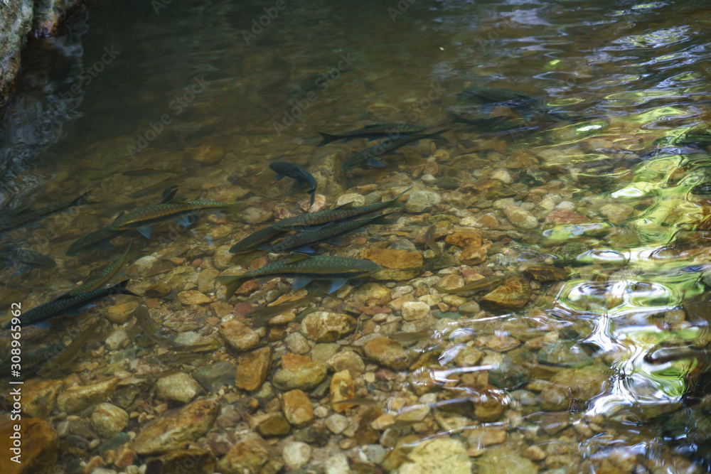 Mahseer barb fish in the natural waterfall Mahseer barb fish in the natural waterfall