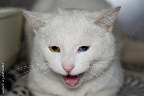 cat with heterochromia iridis photo