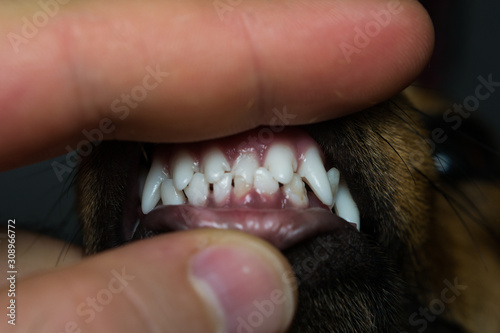 new teeth in 6 months old dog